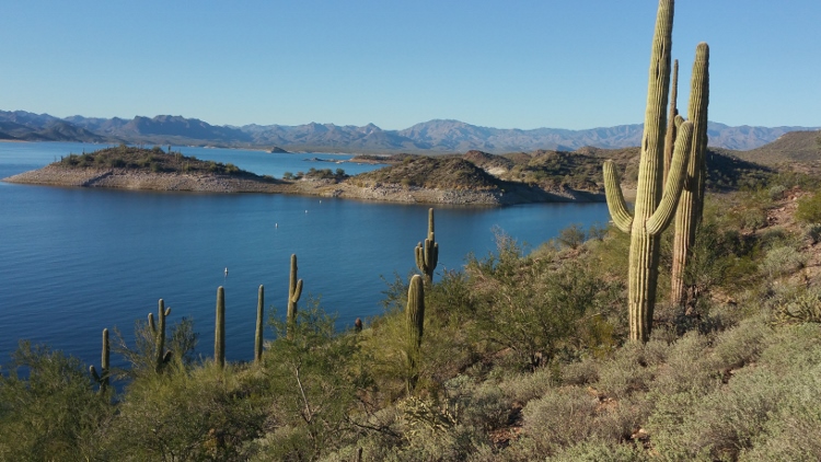 saguaros line the water's edge